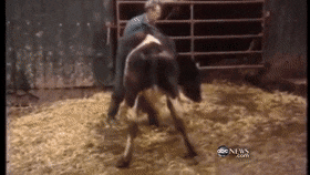 vacas-locas-gif-persea.gif