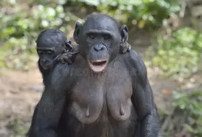 madre-y-cub-del-bonobo-del-chimpancé-hembra-del-bonobo-con-un-cachorro-el-bonobo-paniscus-de-...webp