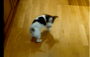 dog-chasing-tail-33.gif