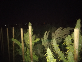 Marijuana - copia.webp