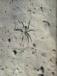 tarantela - copia.webp