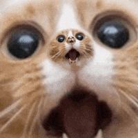 200.gif
