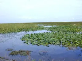 Florida_freshwater_marshes_usgov_image.webp