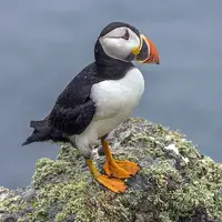 Puffin_(Fratercula_arctica).jpg
