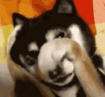 no-way-dog.gif