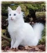 angora.webp
