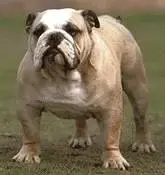 bulldog.webp