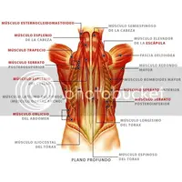 MusculosdeEspalda-Internos.webp