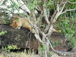 IMG-20190413-WA0013.jpg IMG-20190413-WA0013.jpg