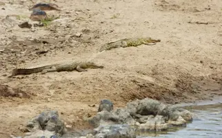 IMG-20190413-WA0010.jpg IMG-20190413-WA0010.jpg