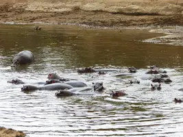 IMG-20190413-WA0008.jpg IMG-20190413-WA0008.jpg