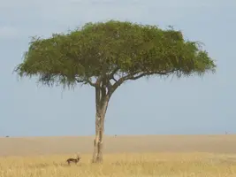 IMG-20190413-WA0006.jpg IMG-20190413-WA0006.jpg