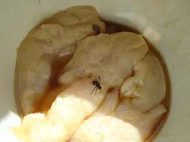 MoscaMuertaTiesaEnCarnePodrida.JPG