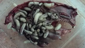 GusanosLimpiandoCarne.jpg