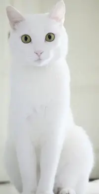 Verdadero San Valentín.webp