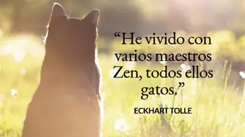 frases-de-gatos3_a8e12d59_1280x720.webp
