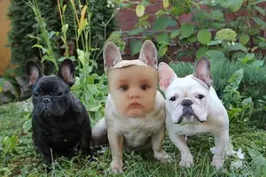 640px-Французские_бульдоги_2013-09-02_11-36.webp
