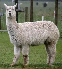 Alpaca_(31562329701).webp