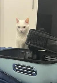 Ver fotos recientes.jpeg.webp