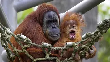 orangutan--644x362.webp