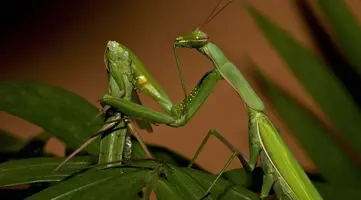 canibalismo-de-la-mantis-religiosa-728x404.webp