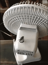 funny-animated-gifs-cockroach-is-a-fan-of-fun.gif