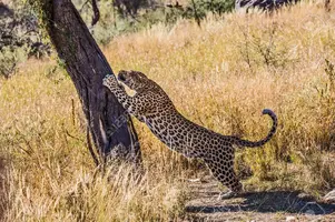 79401946-gorgeous-large-spotted-african-leopard-sharpens-claws-on-the-bark-of-a-tree-savannah...webp