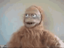 wtf-monkey.gif