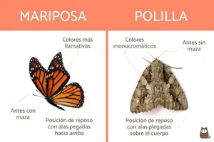 diferencias_entre_mariposa_y_polilla_25951_orig.webp
