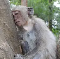 maxresdefault (1).webp