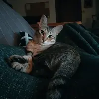 sofá siesta.webp