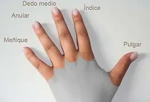 300px-Dedos_de_la_mano.webp