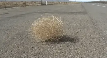 Tumbleweed.webp
