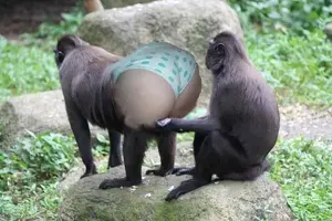 gñññ;eermous-monkey-butt-20161-1240326062-6.webp