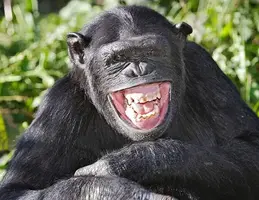 monkey-laughing.webp