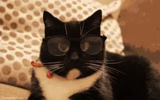 funny-animal-gif-of-cat-wearing-glasses.webp