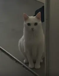 Captura 2025-07-06 a las 3.33.16.jpeg.webp