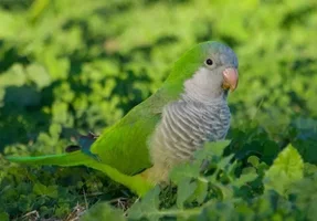 images.webp