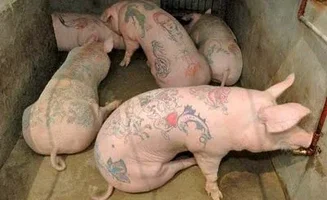 cerdo-tatuado-3.webp