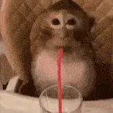 monkey-sipping-on-straw.webp