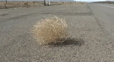 Tumbleweed.webp