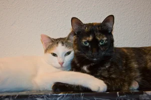 Boira Adhara (1).webp