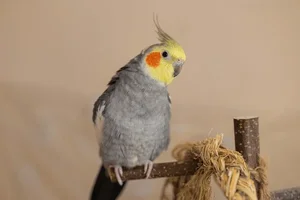 cockatiel-parrotsfunny-parrotscockatiel-petsbird-crestcute-600nw-2566580245.webp