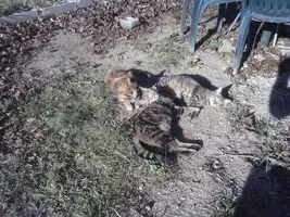 1545319693220 (1).webp