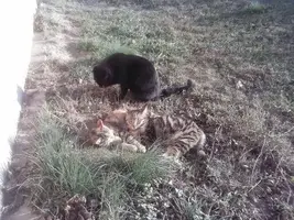 1545319811473 (1).webp