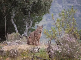 lince sierra espuña.webp