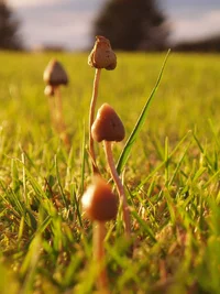 Psilocybe-semilanceata-family-Chris-Ashurst.webp