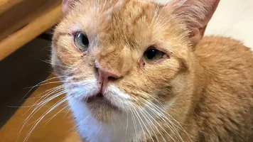 gato mongólico.webp