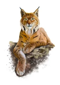 el-lince-eurasiático-yace-en-una-roca-ilustración-de-acuarela-dibujo-fondo-blanco-205189560.webp