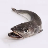 pescadilla común.webp